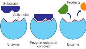 formation of enzyme substrate complex